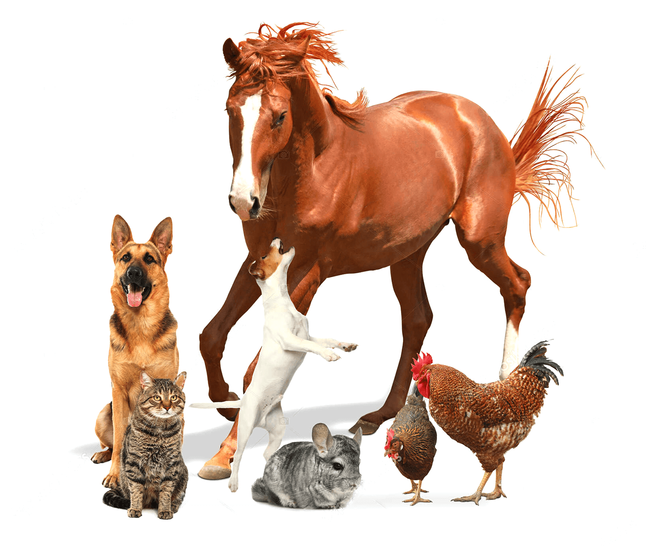 Buy & Sell Livestock For Free – farmGhar