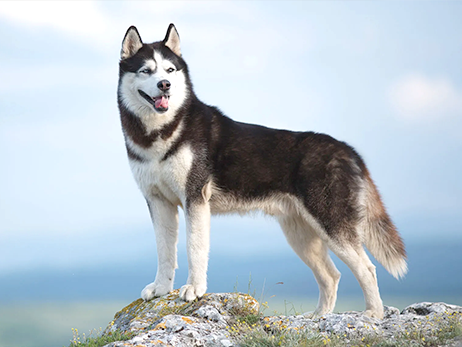 Whats The Difference Between A Wolf Dog And A Husky