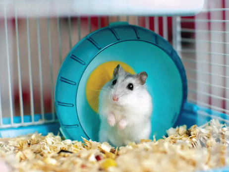 Hamster average hot sale price