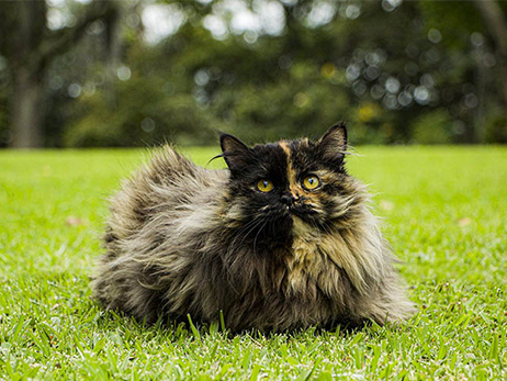 Persian Cats: A Short Guide on Breed Information, Features, and