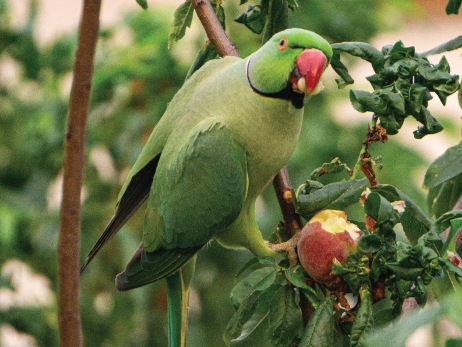 Raw sale parrot food