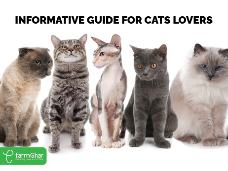 How To Care For Every Cat Breed