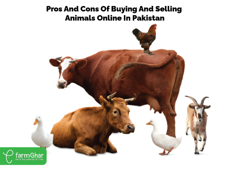 Buy & Sell Livestock For Free – farmGhar