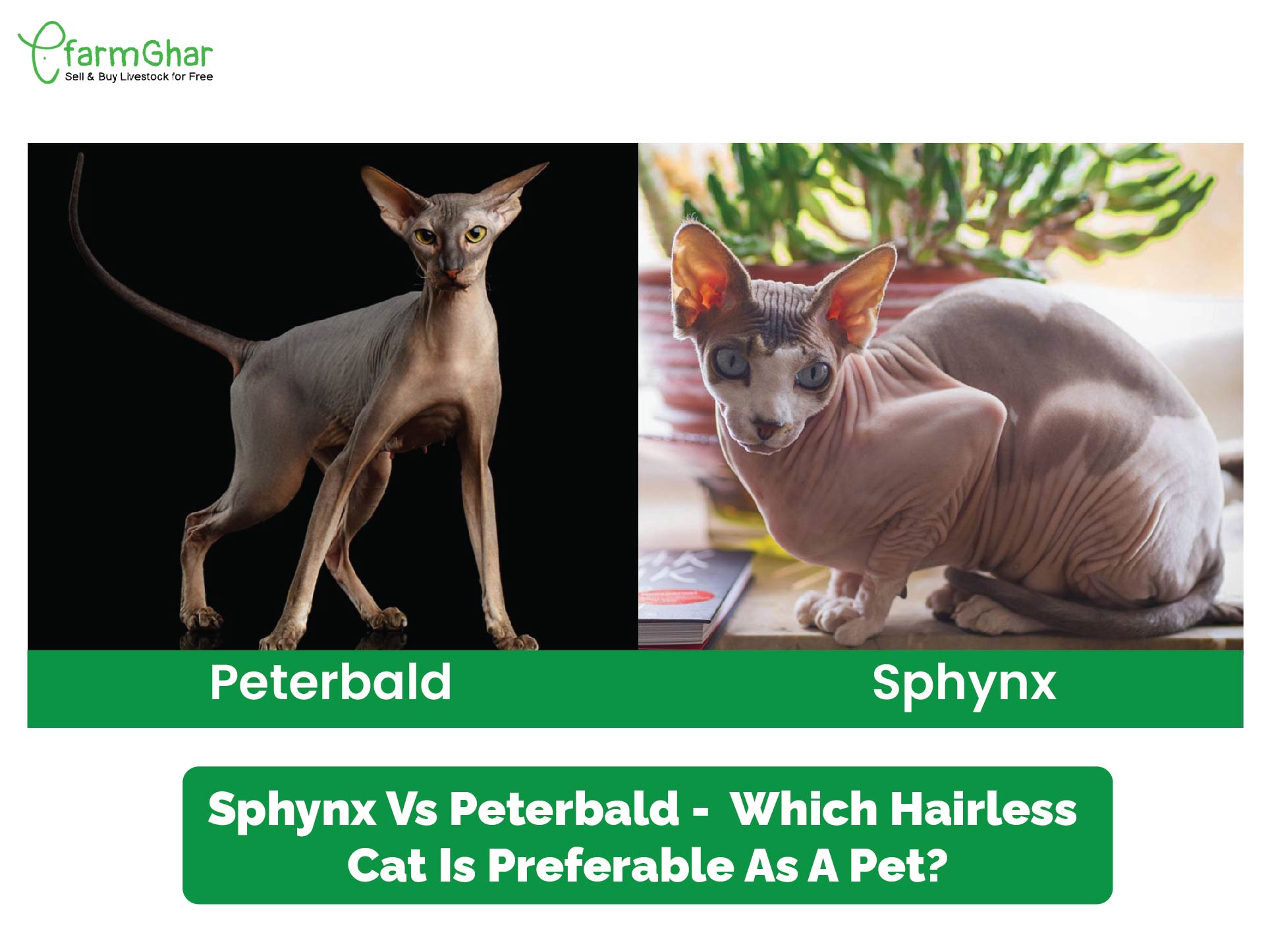 Pets Peterbald Sphynx Kittens For Sale Elf Sphynx Kittens For Sale