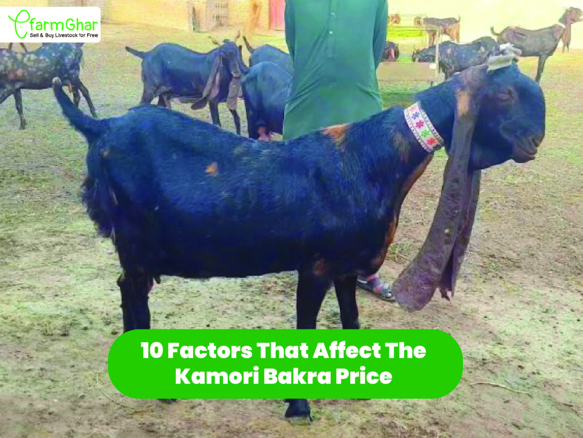 Buy & Sell Livestock For Free – farmGhar