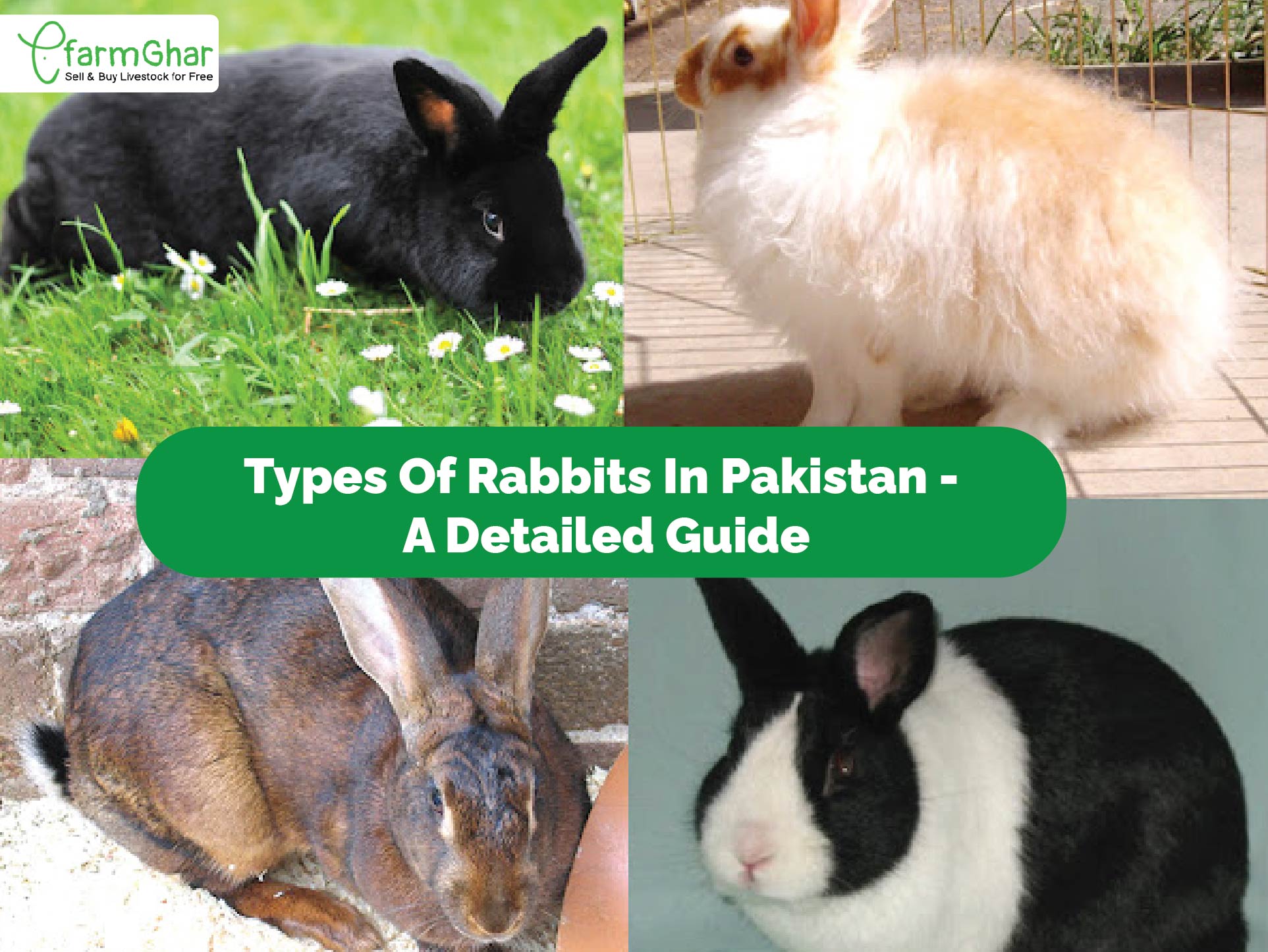 German Giant Rabbit In Pakistan