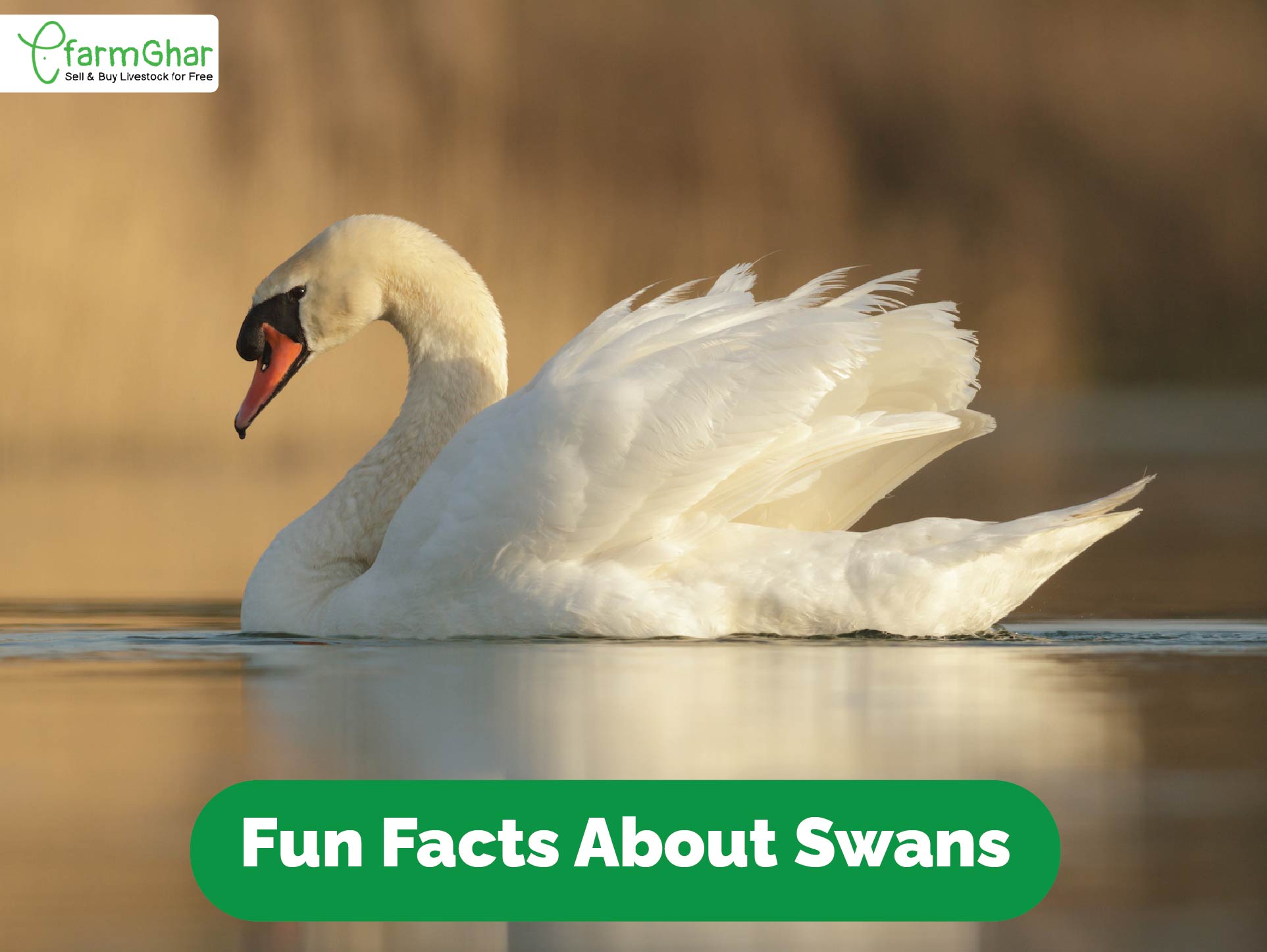 Swan Bird Facts