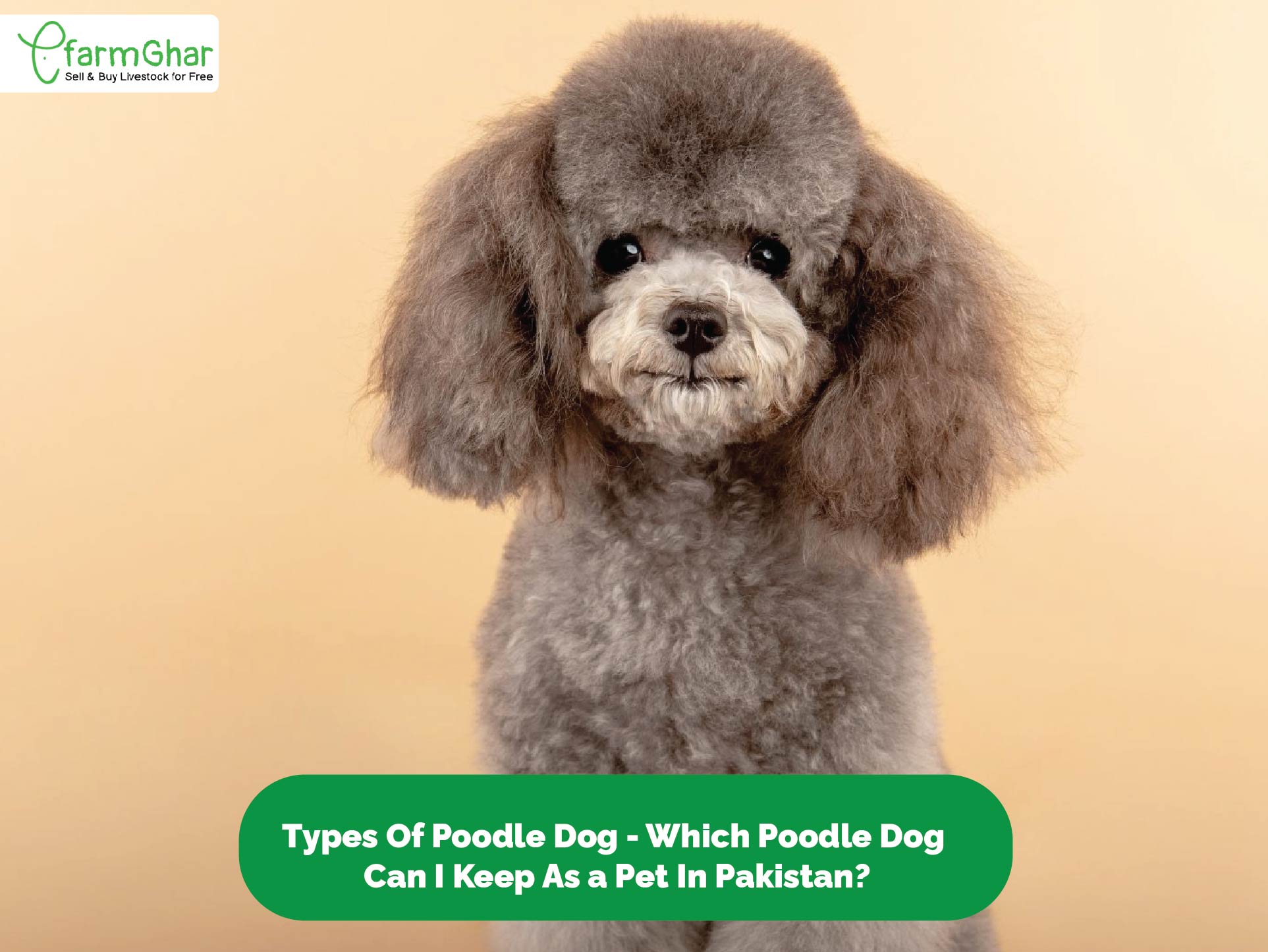 Types Of Poodle Dog Which Poodle Dog Can I Keep As a Pet In Pakistan