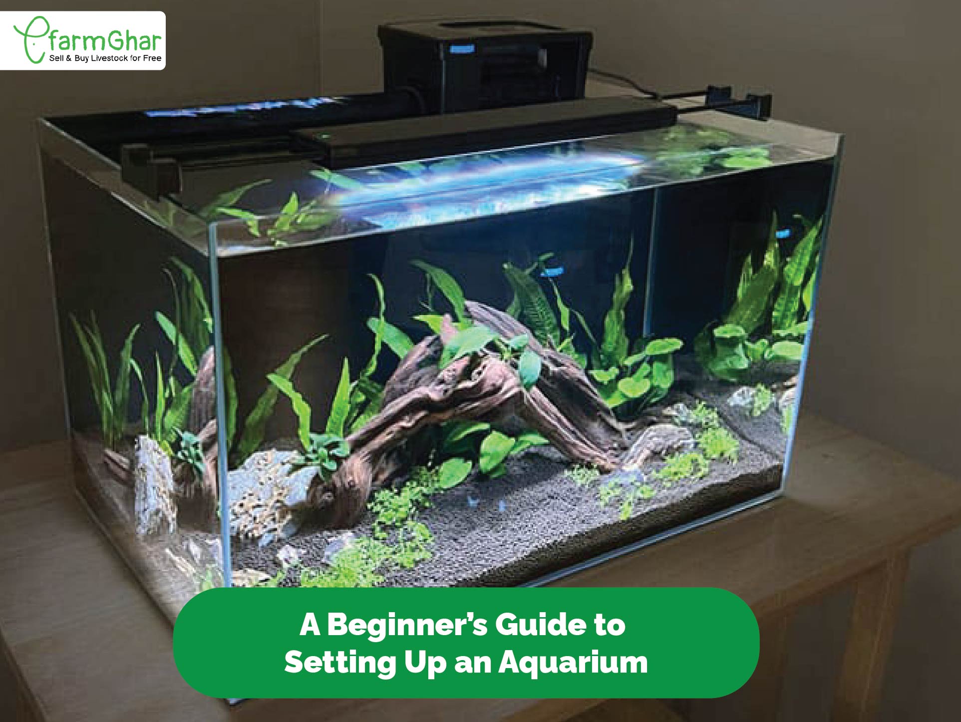 Setting Up A Freshwater Aquarium A Guide For Beginners How To Set Up A