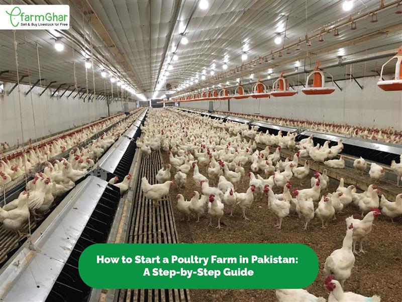 Starting A Poultry Farm Business