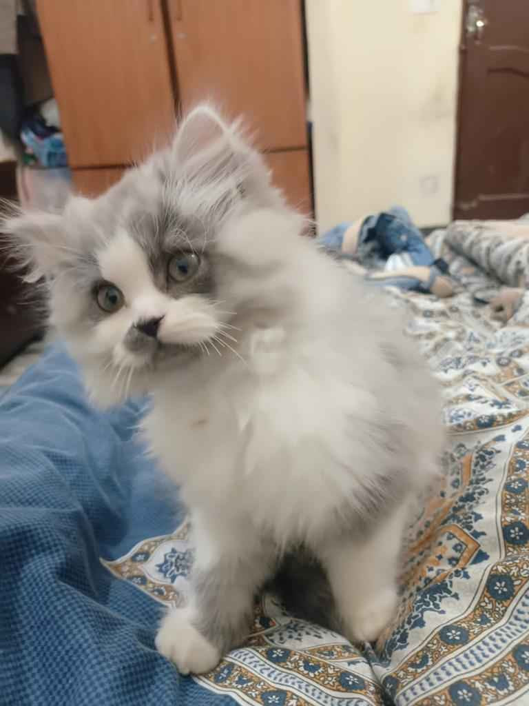 Male sales persian kitten