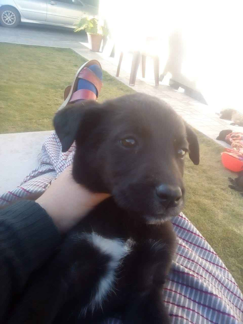 Labrashepherd puppies best sale