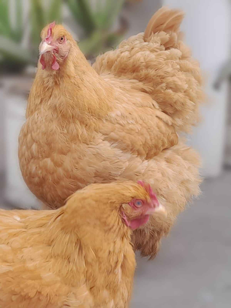 golden buff chickens