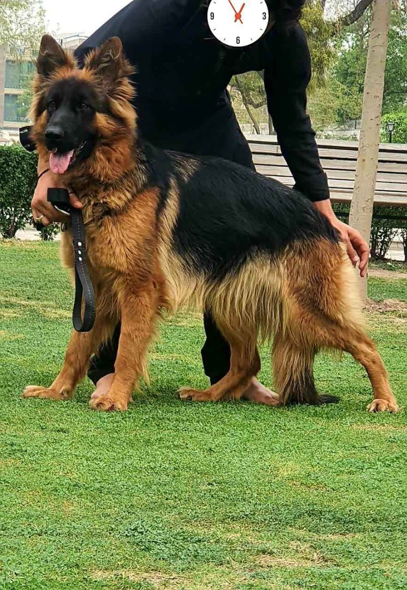 Long coat german outlet shepherd female