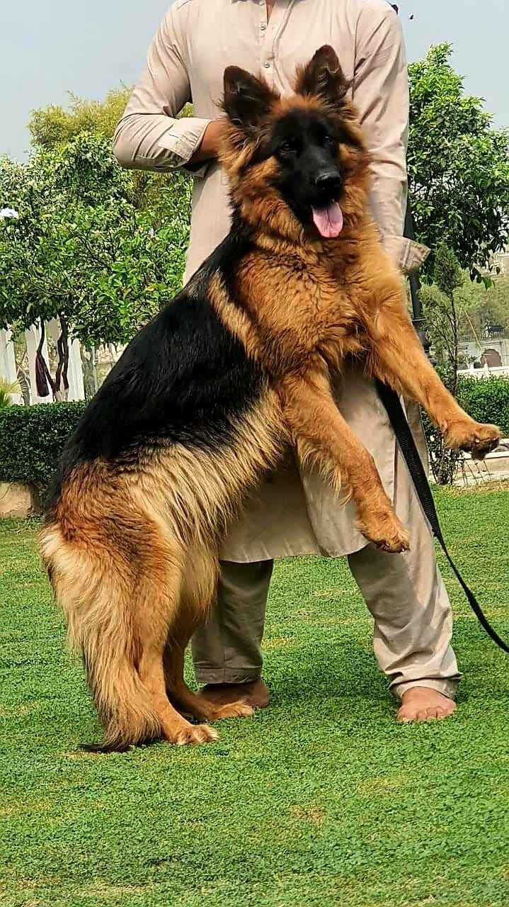 Female long coat german sales shepherd