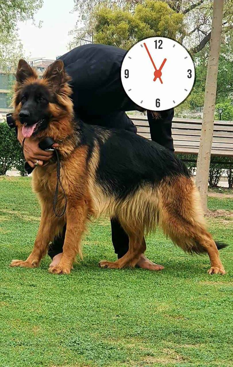 Pedigree german clearance shepherd price