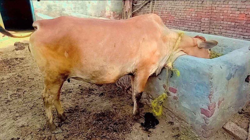 Sahiwal Cow