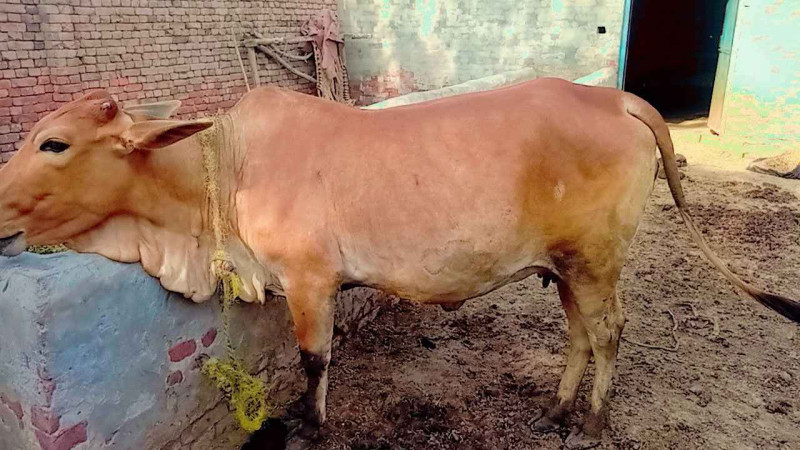 Sahiwal Cow