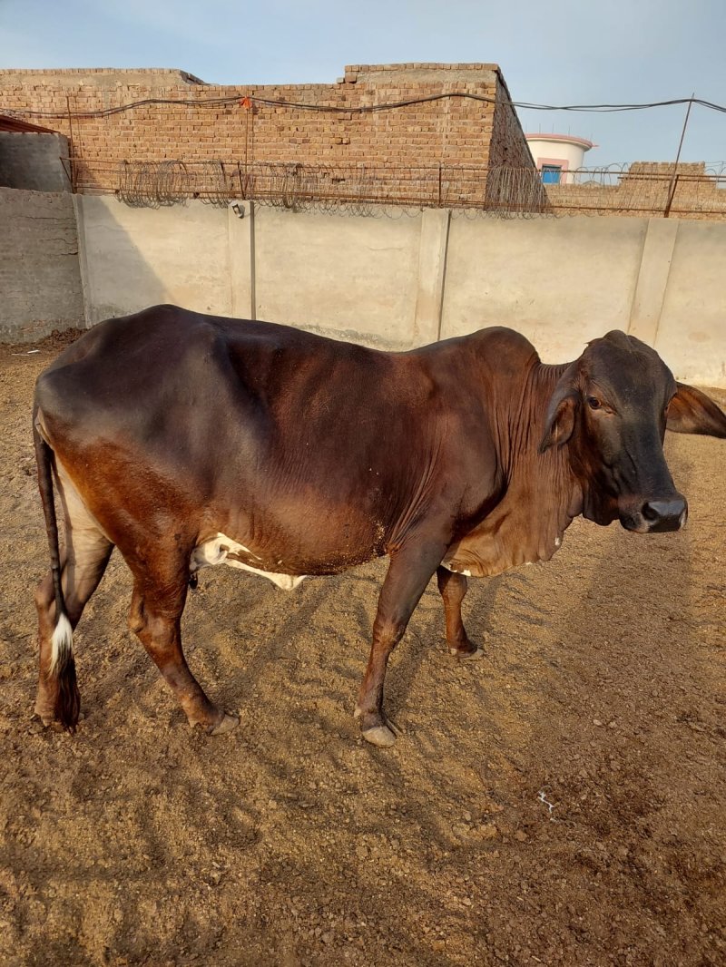sahiwal cow black