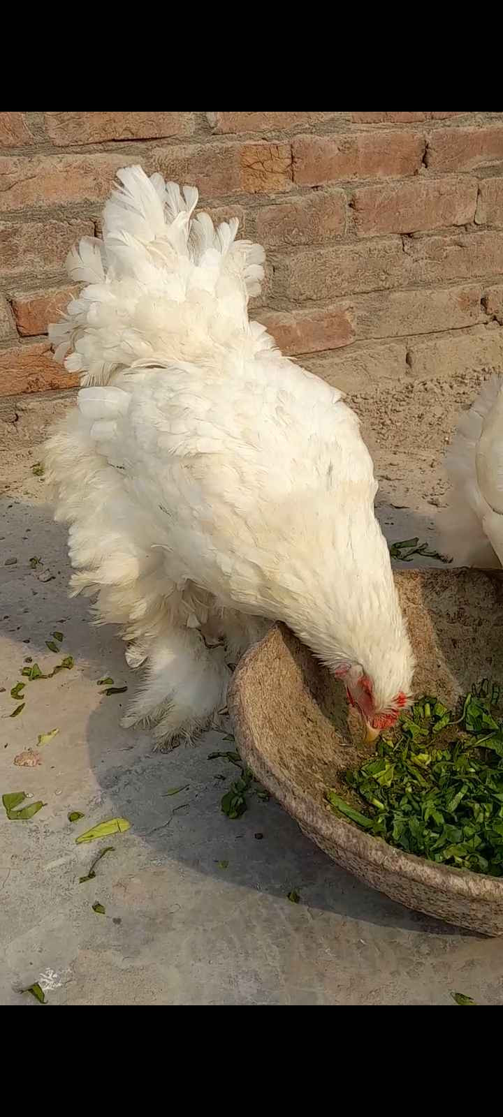 White Buff Hen in Karachi, Free classifieds in Karachi