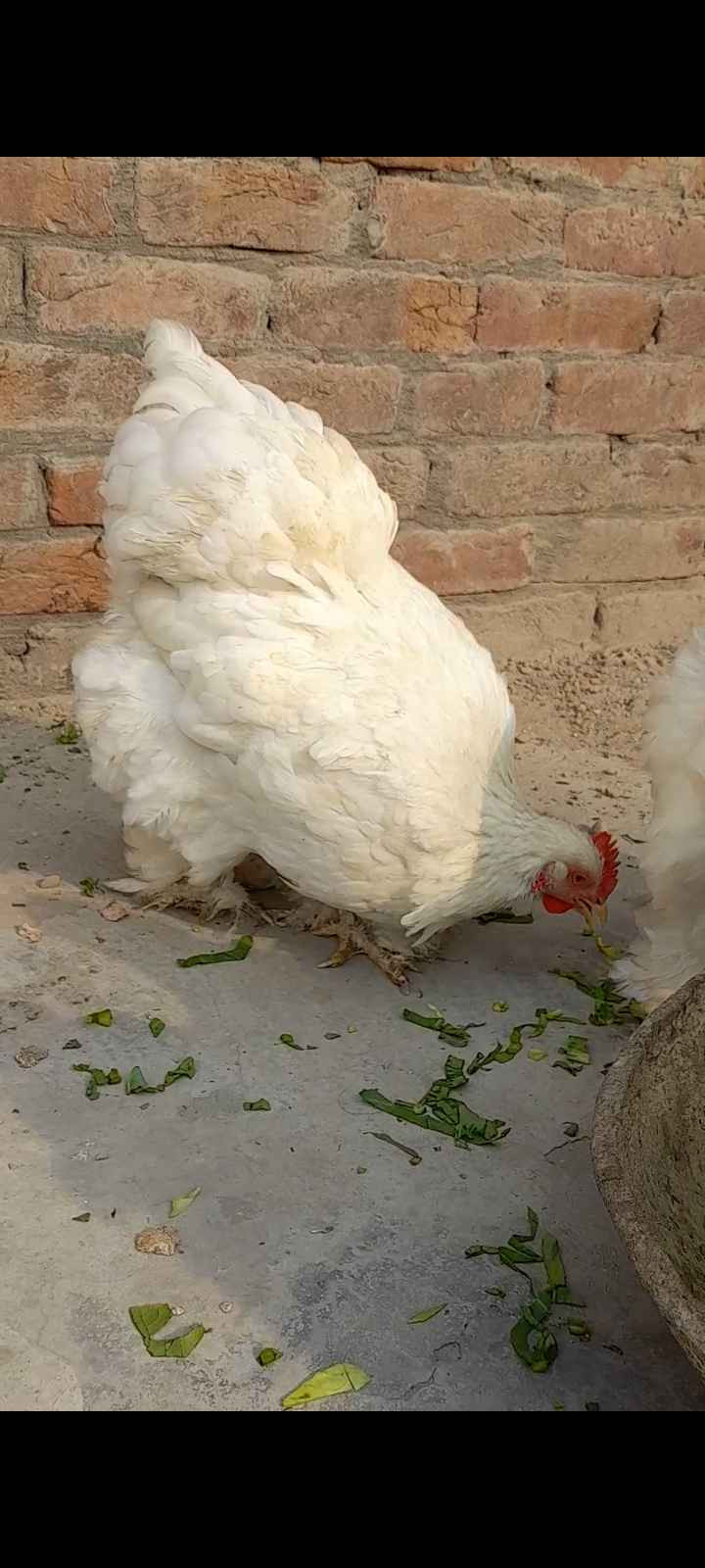 White Buff Eggs in Lahore, Free classifieds in Lahore