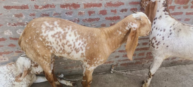 Big Bakra