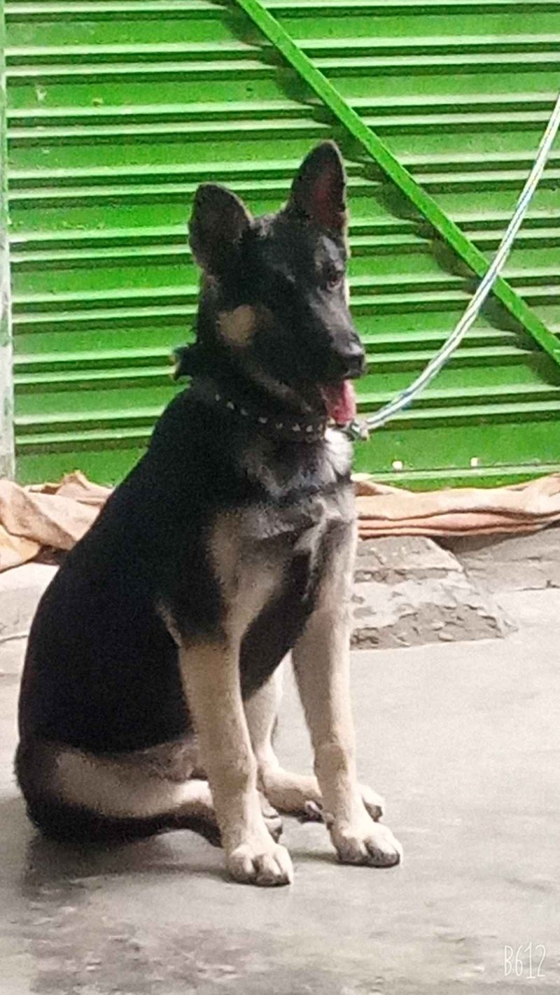 German shepherd single on sale coated