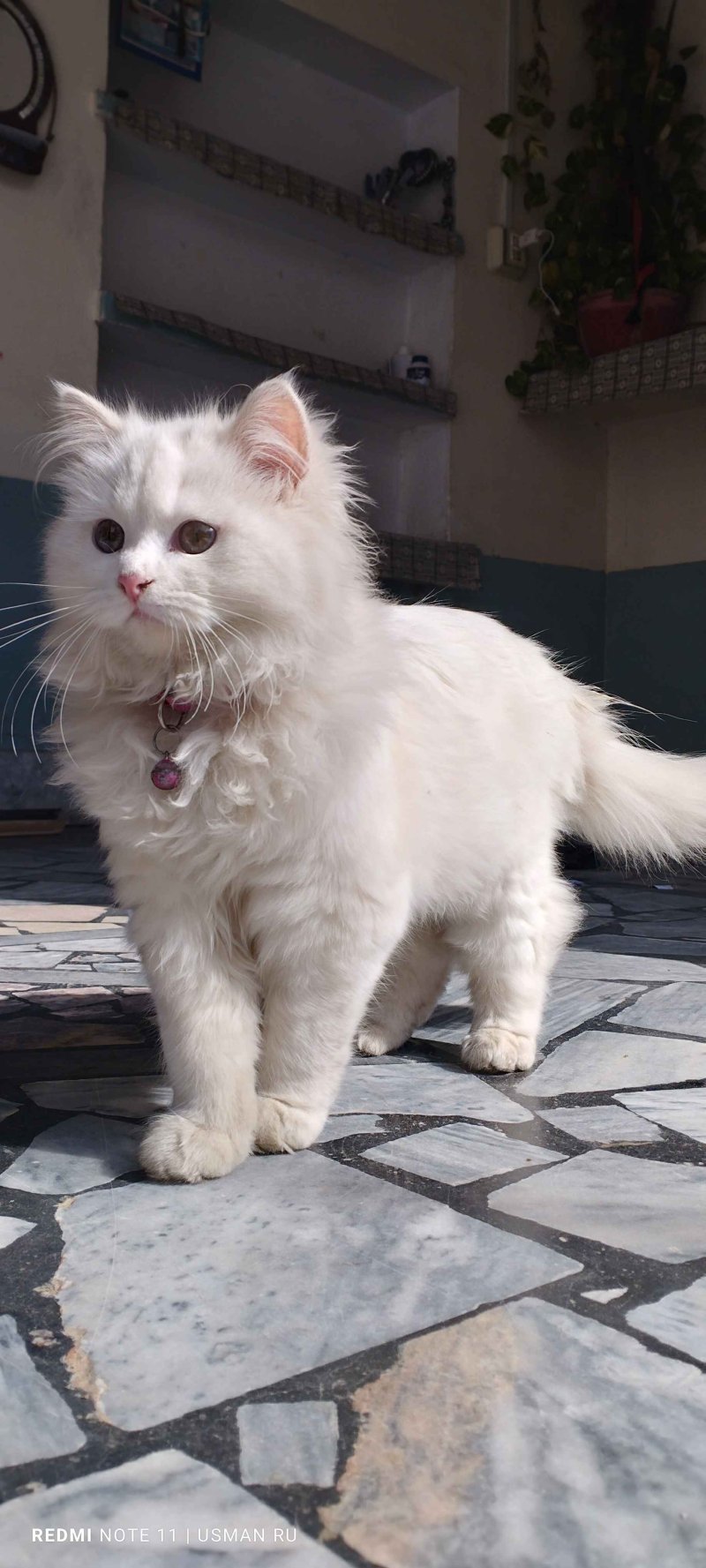 Male 2024 persian cat