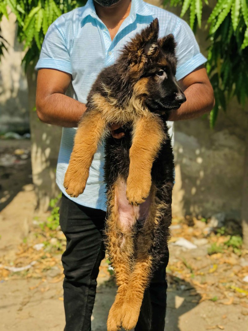 German shepherd best sale top quality