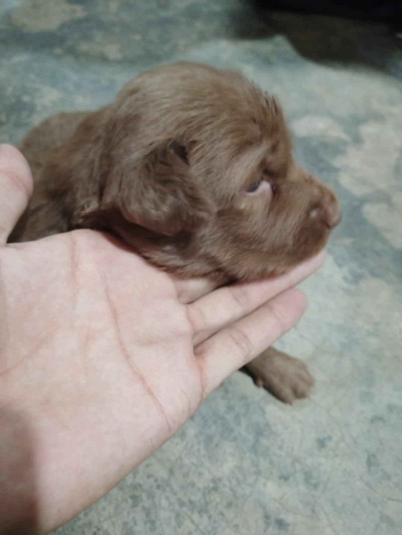 25 days best sale labrador puppy