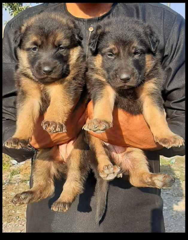 Double coat german shepherd hotsell puppy price