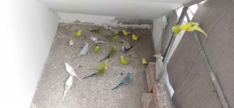 Budgies colony best sale