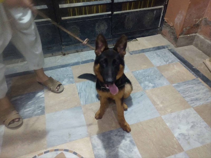 German shop shepherd deworming