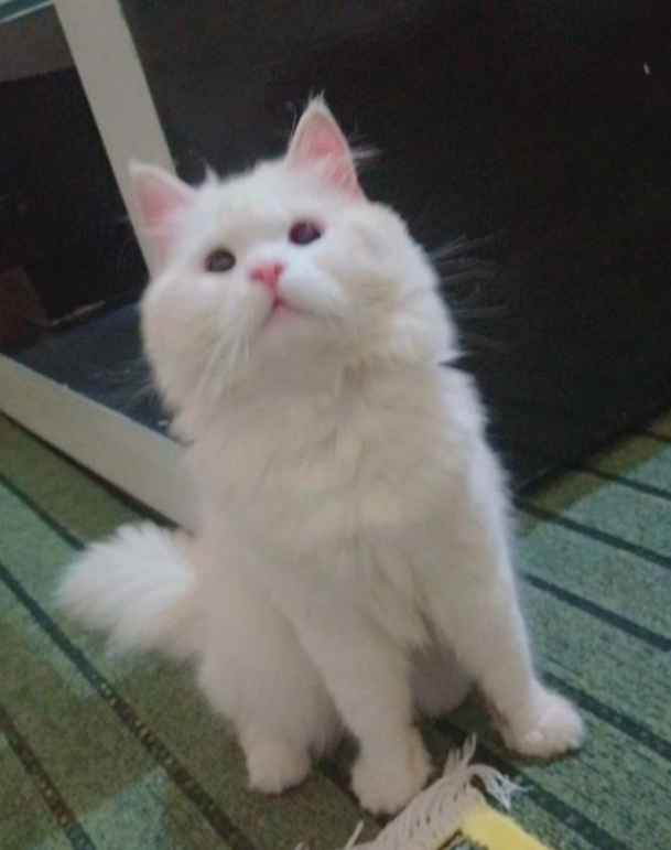 Triple coated best sale persian kitten