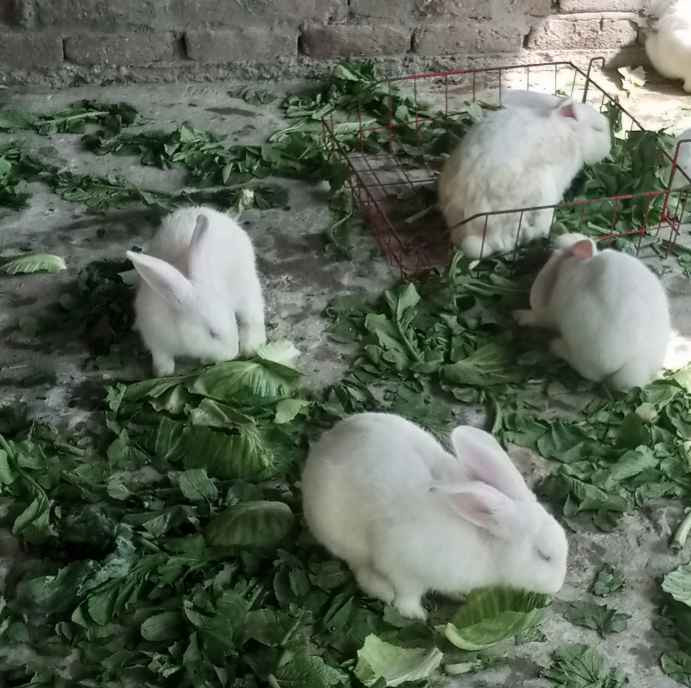 New zealand white rabbit best sale for sale near me