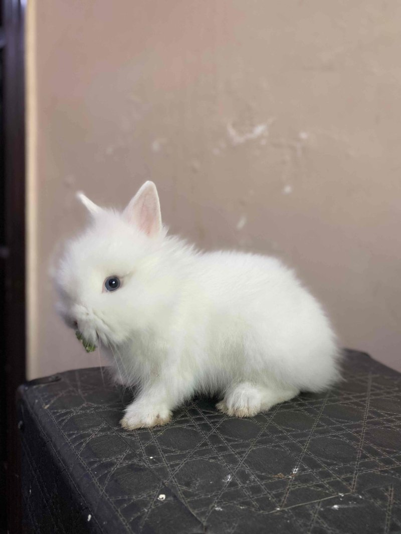 Teddy bear outlet dwarf rabbit